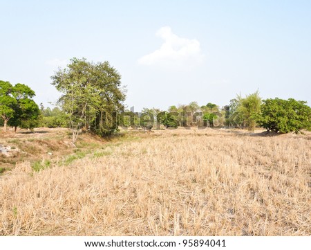 Arid paddy field after the harvest season.