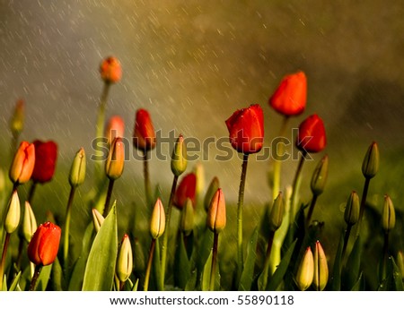 Red Tulips Under Spring Rain\
Red  tulips under a sprinkler that made a rainbow and gave a rain effect.