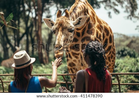 Feeding a giraffe in National park Nairobi, Kenya