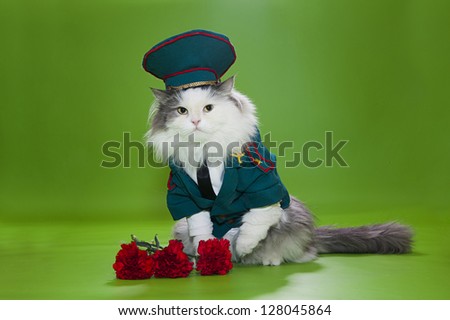 Cat in a suit on an isolated background of general
