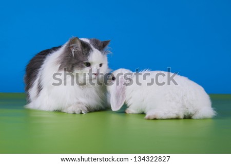 Cat and rabbit