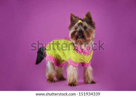 small dog in clothes isolated on a colored background