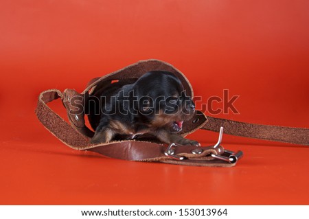 small dog in clothes isolated on a colored background