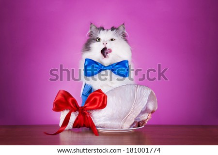 cat foot dines on a pink background