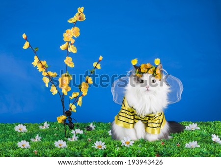 cat in costume bee on flowers background