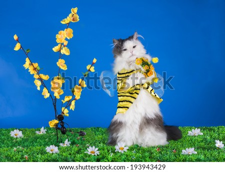 cat in costume bee on flowers background