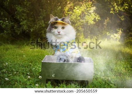 cat fries kebab on the nature
