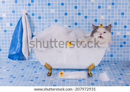cat bathes in a bath with foam and duck