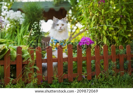 cat in a Hawaiian shirt in the garden