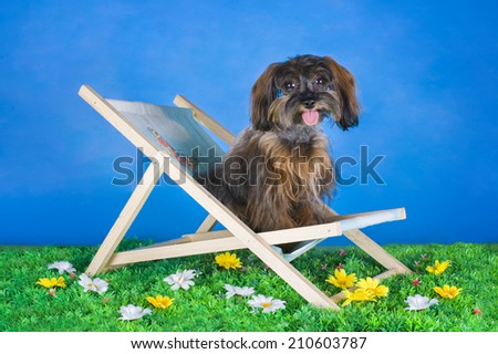 Dog Breed the Petersburg orchid resting on a sun lounger
