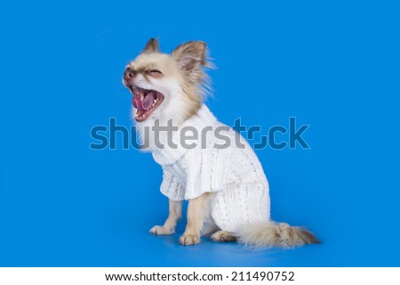 Chihuahua in a white sweater on a blue background