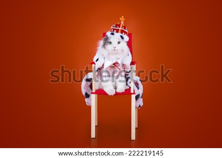 cat in the clothes of the king on a red background