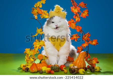 cat in the clothes of the farmer with his harvest