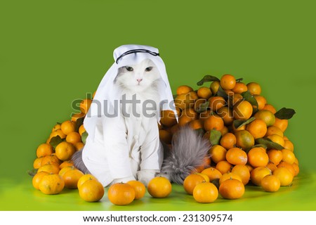 cat in costume Sheikh sells tangerines