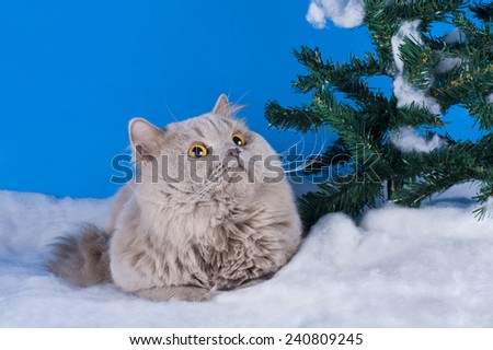 British longhair cat in the winter forest