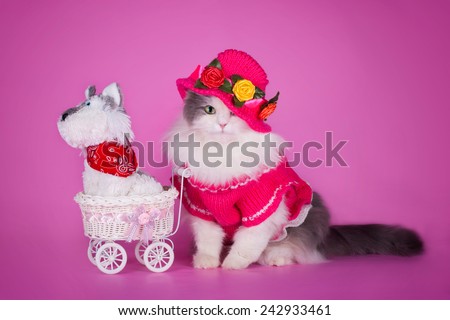 cat in a pink dress and hat with a baby carriage and a toy on a pink background isolated