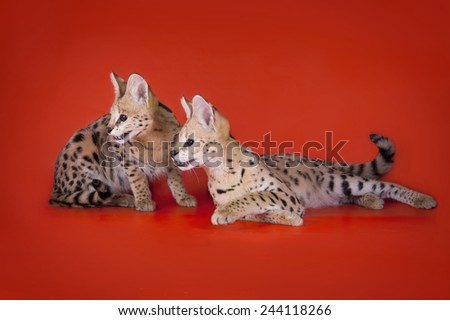 serval cat isolated on orange background