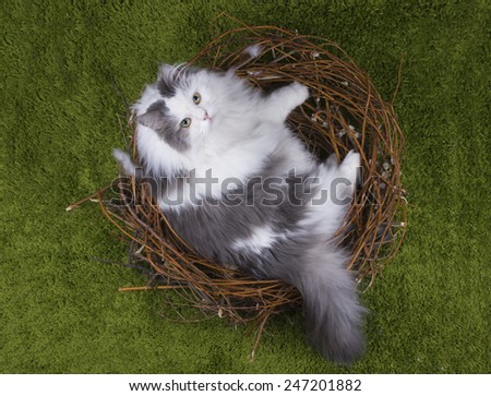 cat in a bird\'s nest on the green grass