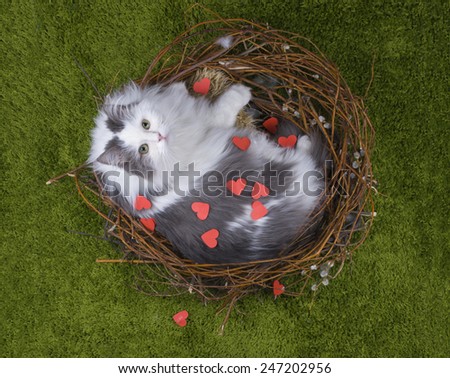 Cat in the nest on the green grass with the words love