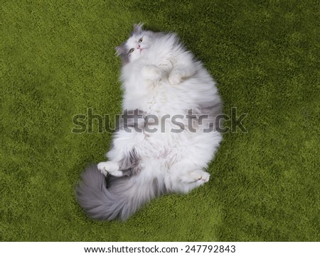 fat cat lying nazelenoy grass