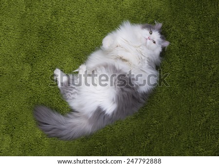 fat cat lying nazelenoy grass