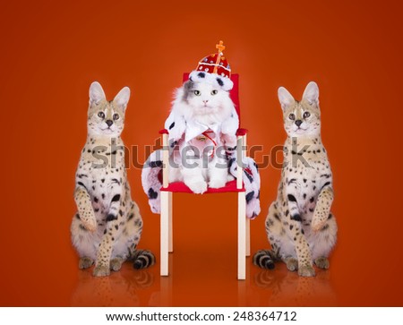 Cat in a suit of the king on the throne and servals
