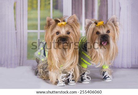 Yorkshire terrier in a tracksuit at the window of the cottage