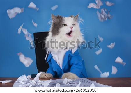 cat manager in a suit sitting in the office