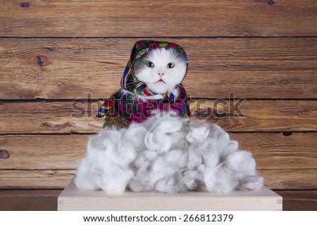Cat with scarf sells his wool