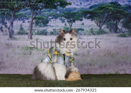 cat travels in Africa safari