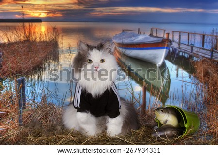 cat fishes in a pond at sunset