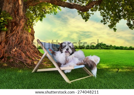 shih tzu puppy is resting on the grass under a tree on a summer day