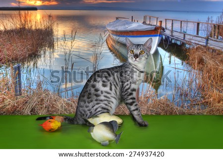 Savannah cat fishing on the lake