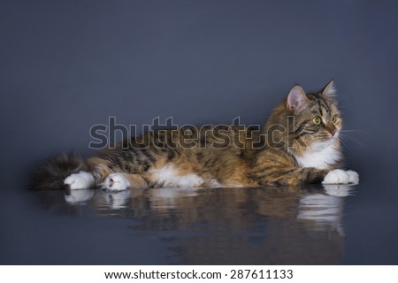 tricolor fluffy Siberian cat isolated on a gray background