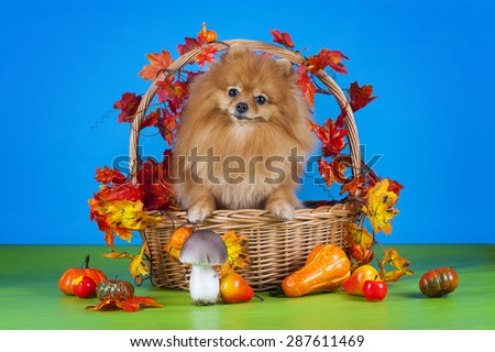 fluffy Pomeranian in a basket with vegetables