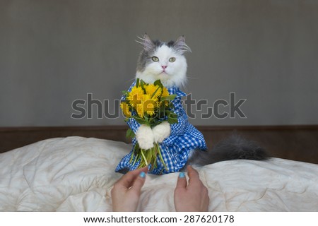cat with a bouquet at the feet of mistress
