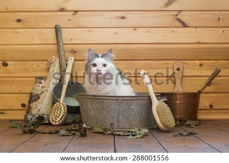 cat soared in the Russian bath