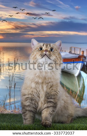 British cat fishing on the river