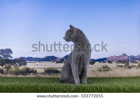 Russian blue cat on a background of the steppes and mountains