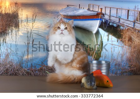 red cat is fishing on the river