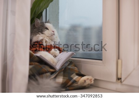 cat sweater, reading a book while sitting at a window