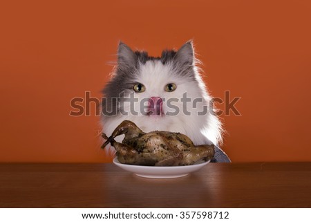 Cat is going for dinner with chicken