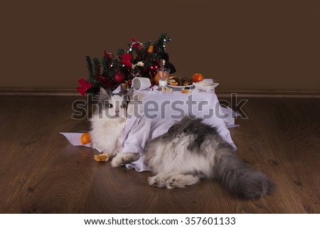 Cat in the morning after New Year\'s party