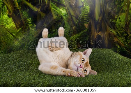 Burmese cat hunting in the jungle