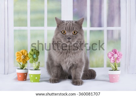 British cat sitting by the window in a country house