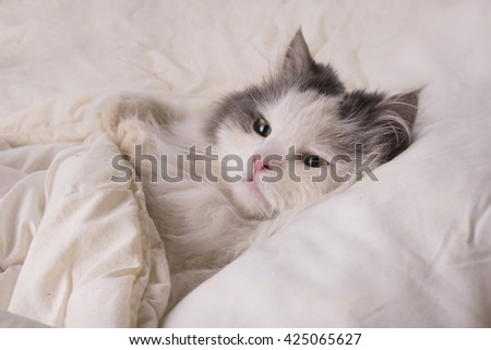 fluffy cat dozing in bed