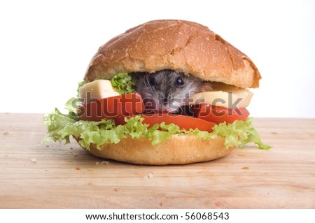 Hamster With Food