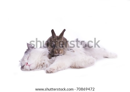 Cat and rabbit isolated on white background