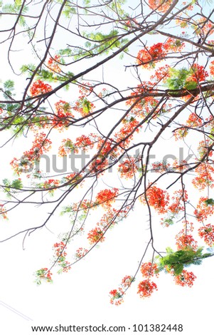 Pride of Barbados or Peacock\'s Crest flowers. also called Poinciana, Peacock Flower, Red Bird of Paradise, Mexican Bird of Paradise, or Pride of Barbados