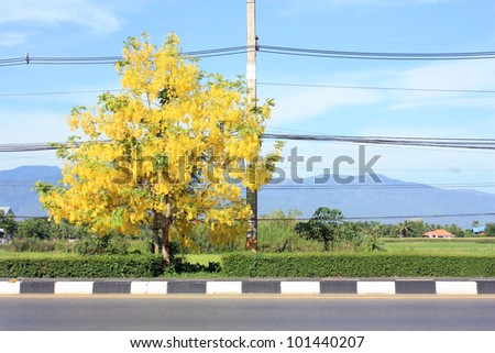 Cassia Fistula Flower